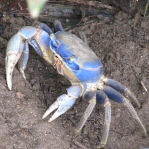 Blue Crabs (నీలం పీతలు) kg