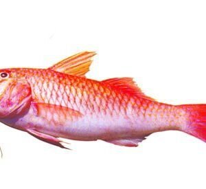 Goat Fish (గులివిందలు) kg