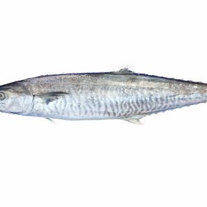 King Fish (కోణం) kg